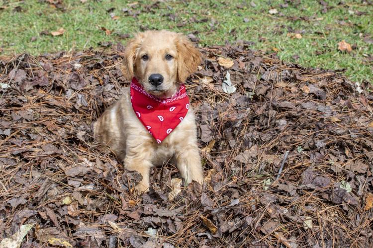 Don't put the lawn mower away yet