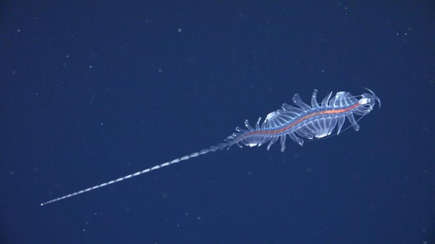 Deep-sea mission uncovers 31 new species – including one living inside another