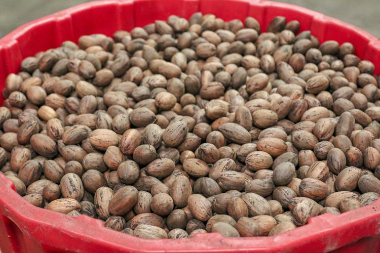 Plant new pecan groves today
