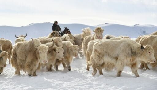 Yak is back: herders hope the white yaks can lead a revival of the breed