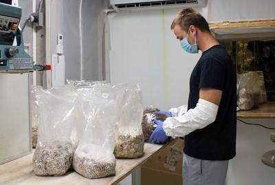 Dadeville farm manufactures mushroom blocks