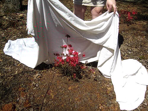 frost protection.jpg