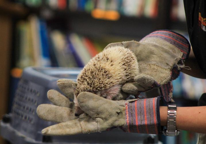 PHOTOS: Animal Tales comes to Dadeville's library