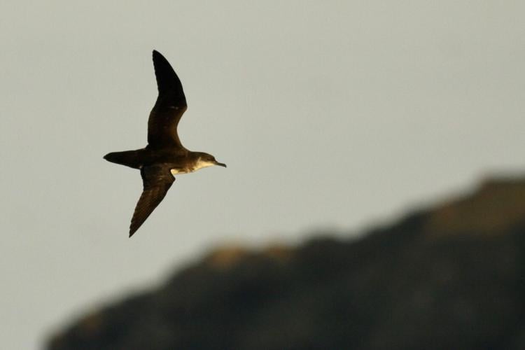 Seabirds can suffer “jet lag” during long flights – causing them to lose their way