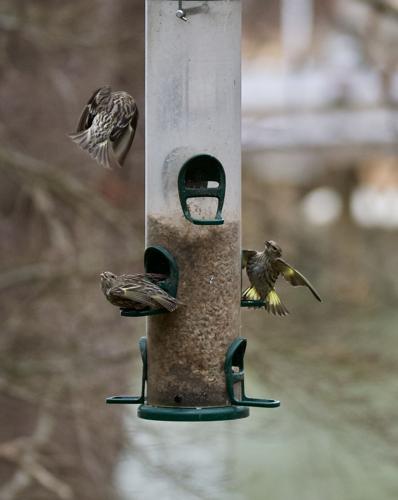 Winter Feeding