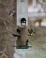 Winter Feeding
