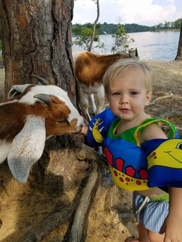 Satterfield goats.jpg