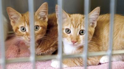 'If it isn’t safe for you, it isn’t safe for your pets:' National officials warn to make pet preparedness plan