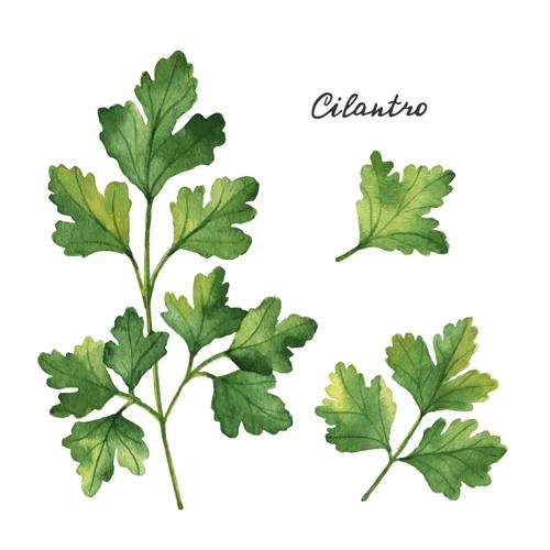 Kick-start your garden with herbs for cooking and cocktails