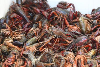 Businesses host crawfish boil for Dadeville Strong