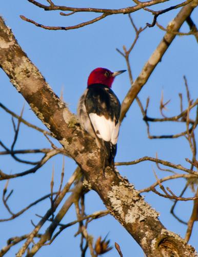 Wind Creek State Park hosts Birdfest