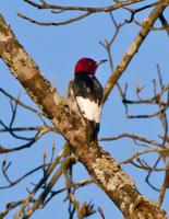 Wind Creek State Park hosts Birdfest