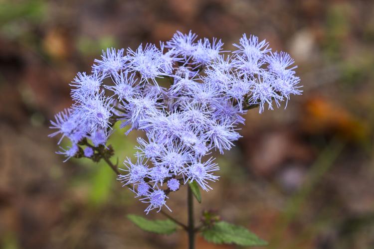 Fall Wildflowers in full bloom