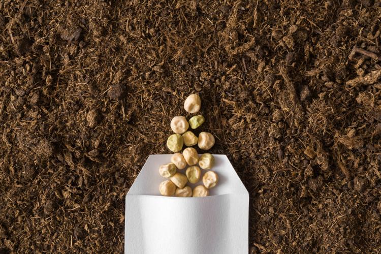 Starting Veggie Seeds