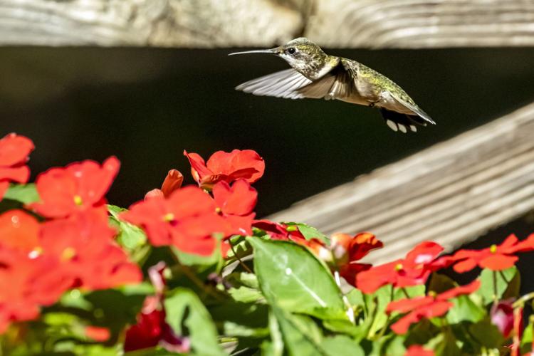 Hundreds of Hummingbirds