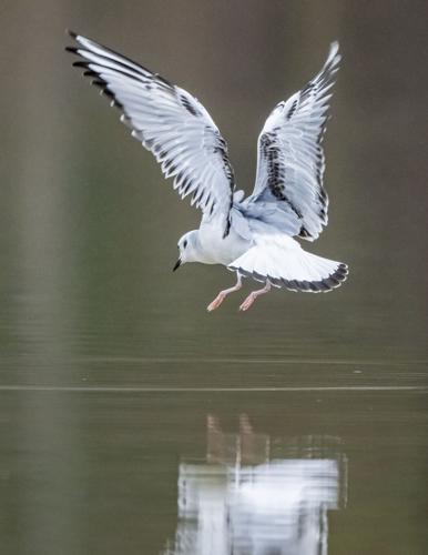 Bonaparte's Gull