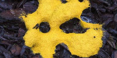 Dog Vomit Slime Mold