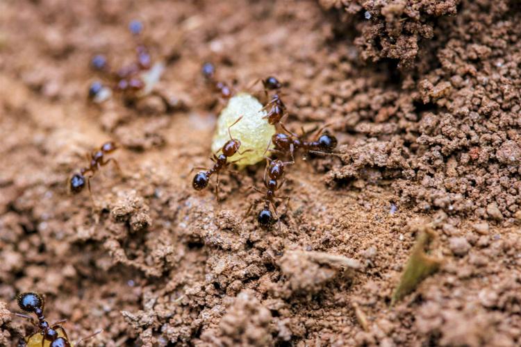 Pesky Fire Ants