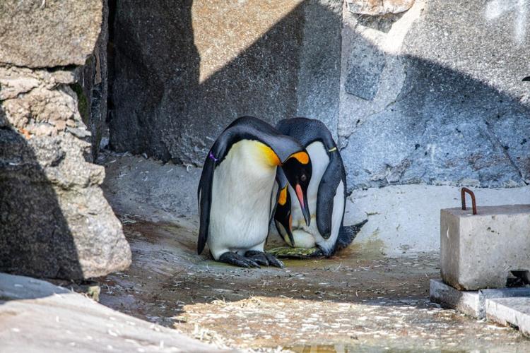 Scotland’s first king penguin egg in 17 years has been laid at the Royal Zoological Society of Scotland’s (RZSS) Edinburgh Zoo.