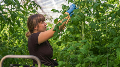 Woman Harvesting Tomatoes in Greenhouse