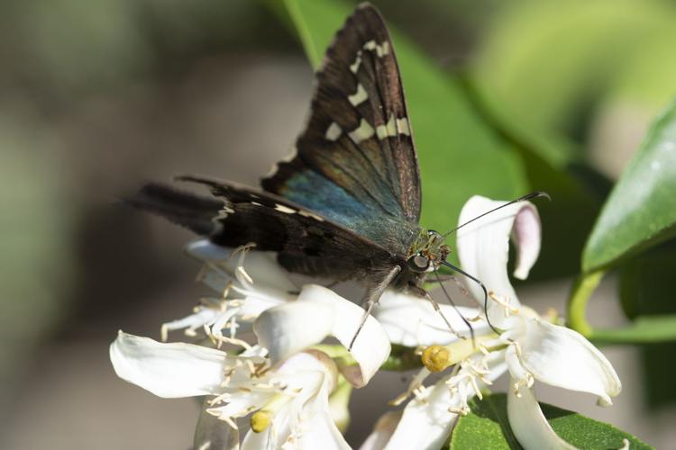Long-tailed Skipper
