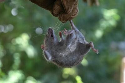 Hantaviruses are spread by rodents, in particular through contact with their droppings, urine or saliva