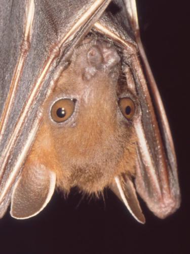 Bats originated in Europe around 65 million years ago, reveals new research
