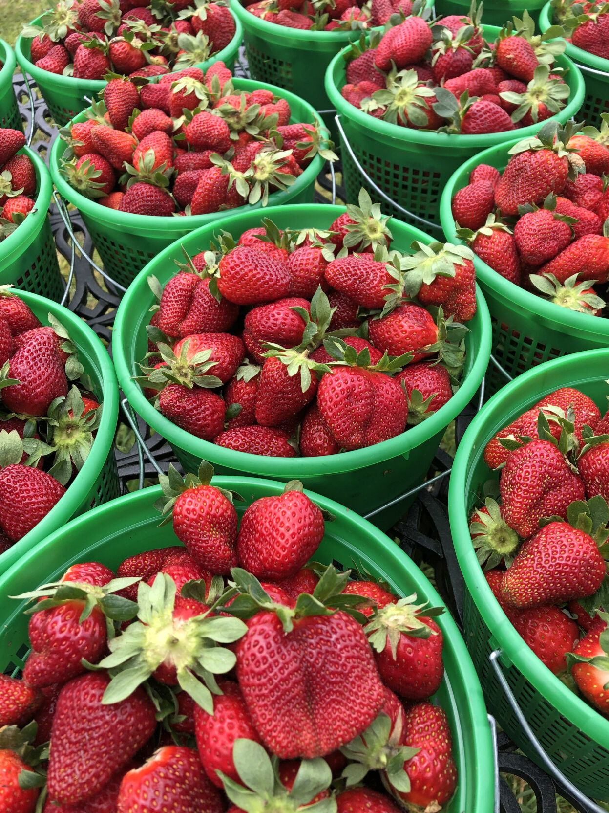 FARM TO TRAY: Incentive program brings Tallapoosa strawberries to Tallapoosa lunchrooms