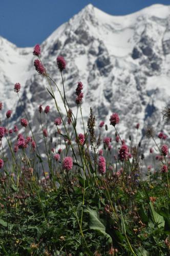 Alpine plants dying off despite mountain summits getting greener, reveals study
