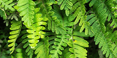 Nature of the Lake: Resurrection Fern