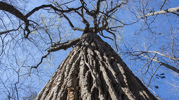 CRATA opens John B. Scott Trail