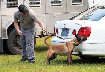 101525-ADOC dogs copy.jpg