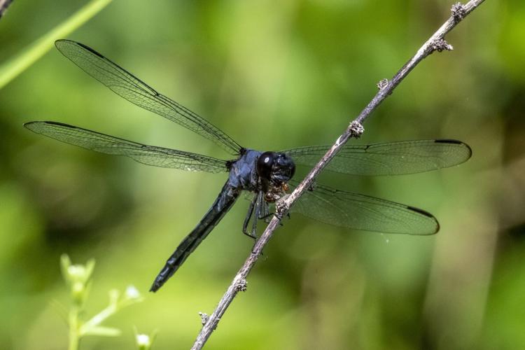 Slaty Skimmer