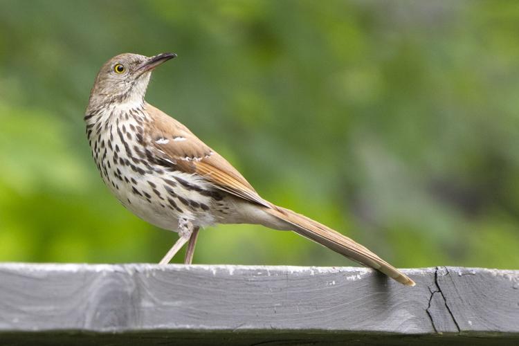 BrownThrasher_3077_20250527.tif