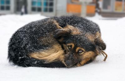 OUR VIEW: Adopt, don’t shop