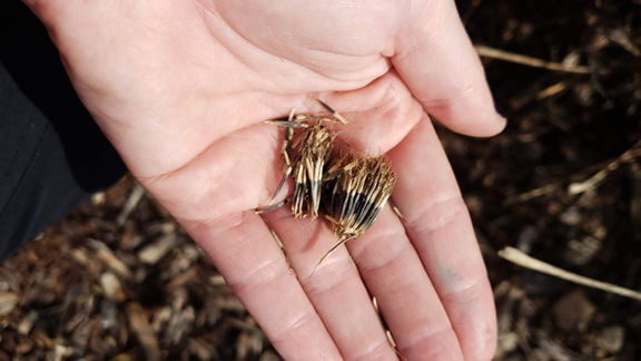 Before the Frost Hits