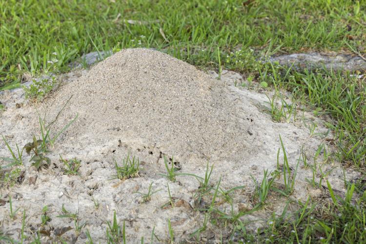 Winning the battle, not the war, against fire ants