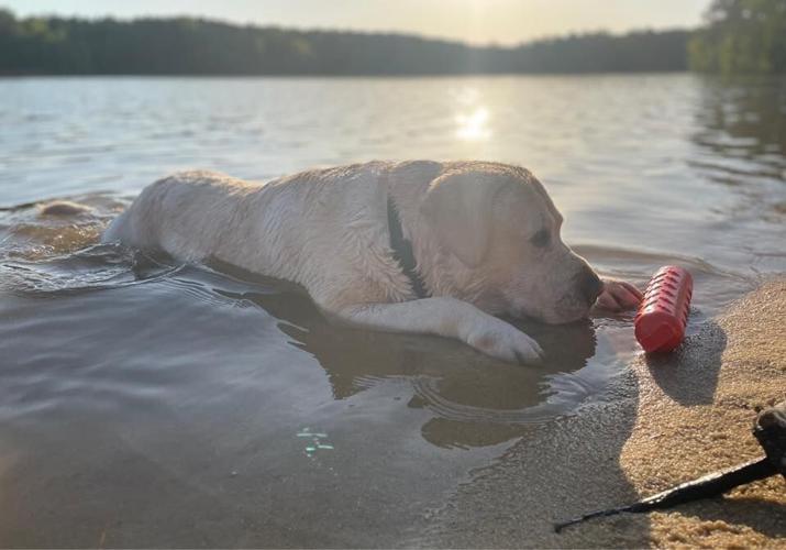 Louie loves the water.jpg