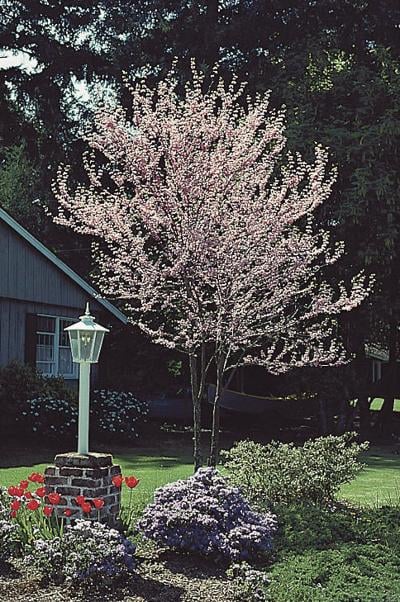 ADF is giving away 10 free trees to new members