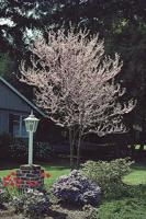 ADF is giving away 10 free trees to new members