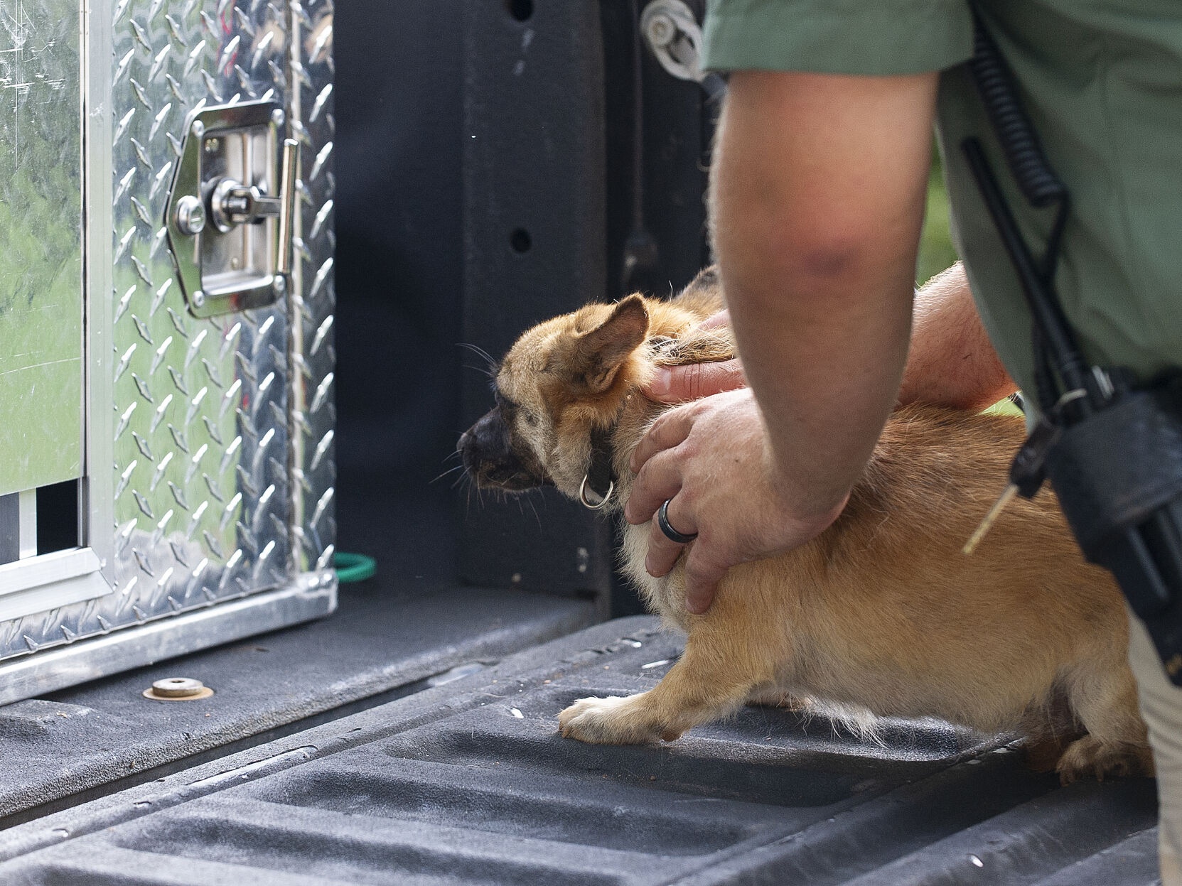 16 cats, 14 dogs, 3 pigs, 1 duck seized in Dadeville animal cruelty case