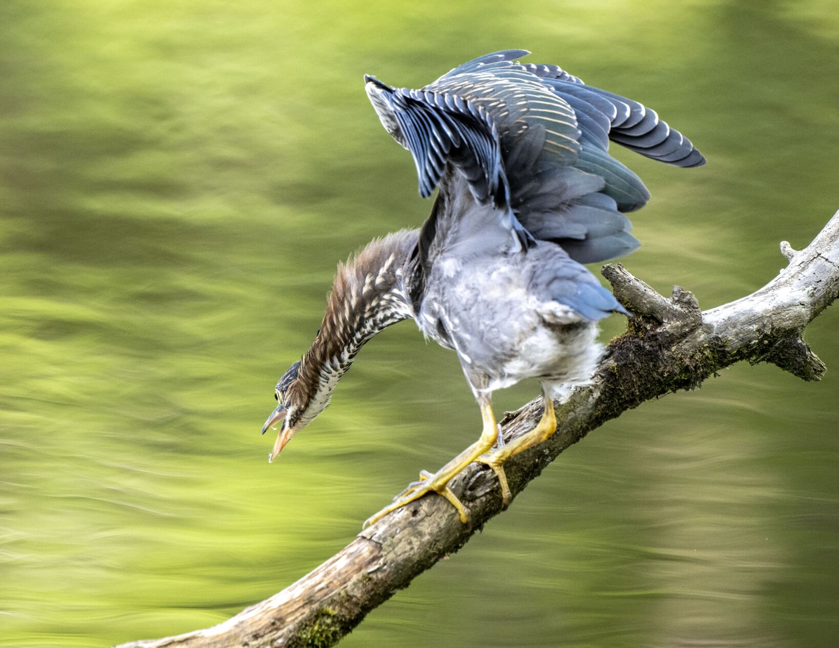 Green Heron