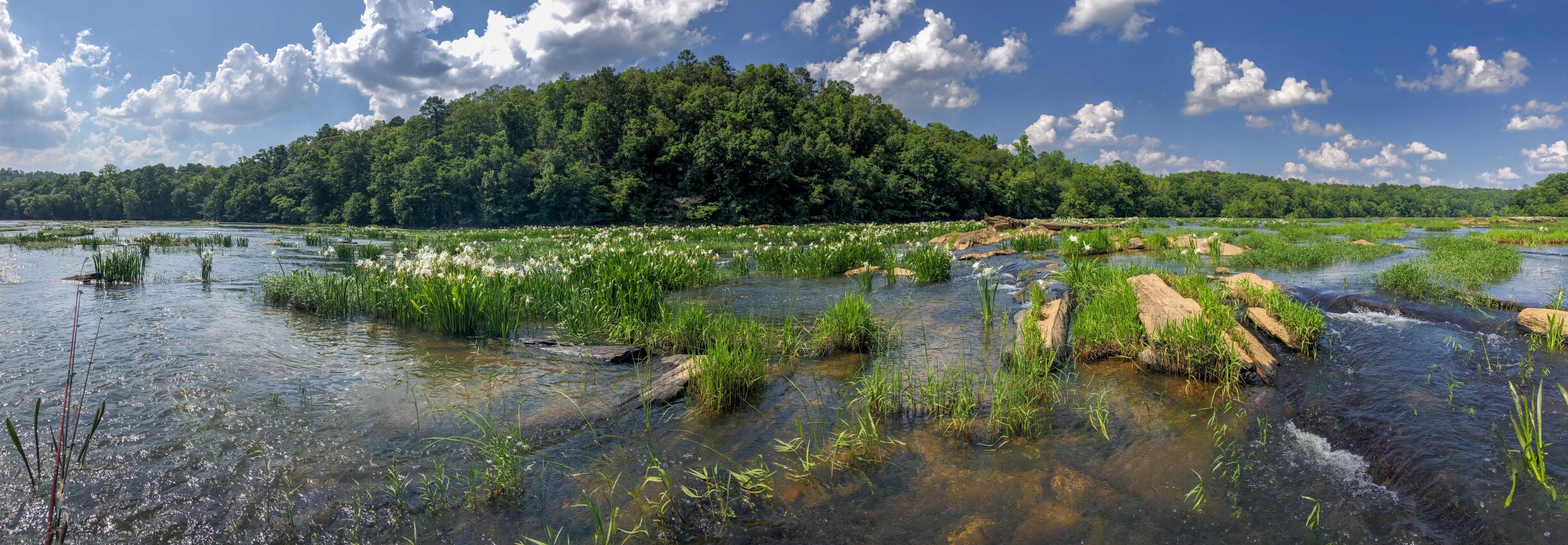 Cahaba bloom.jpg