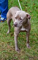 Hero dog lives at shelter