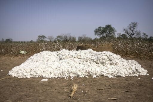 Benin is Africa's leading cotton producer