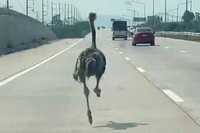 The six-month-old ostrich 'looked afraid and panicked', says a motorist who took a video of the big bird on a Thai highway