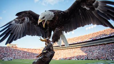 Auburn University’s bald eagle Spirit named Honorary War Eagle