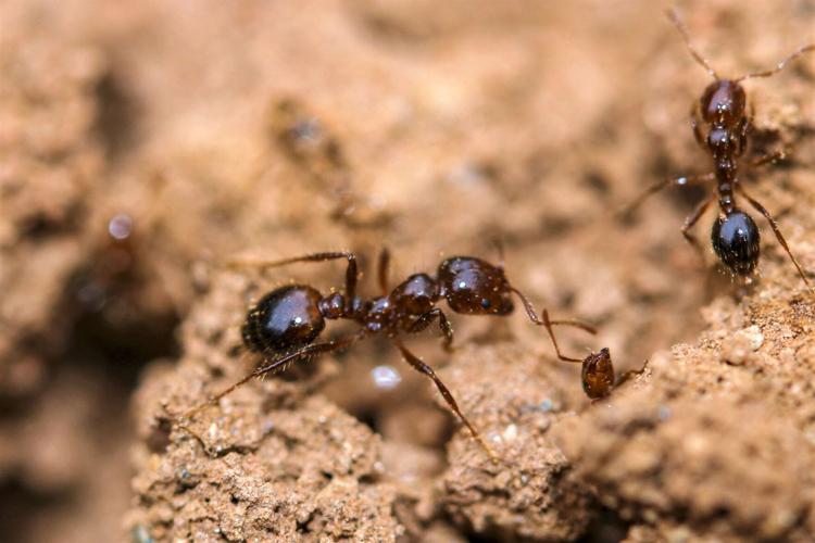 Pesky Fire Ants