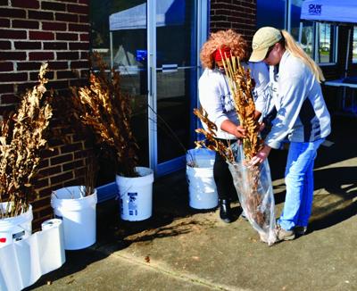 Blue skies during annual Arbor Day