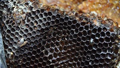 Honeycomb hideout